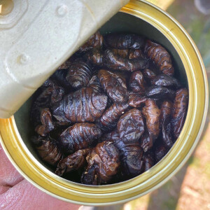 Nautika Canned Insects - Silkworms