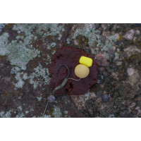 Nautika Hookbait Paste Liver-T